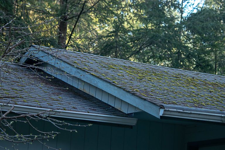 grass growing on roof - How NC Summer Weather Affects Your Roof blog